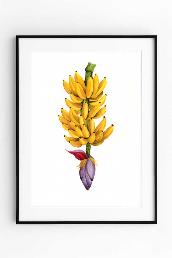 Banana Branch