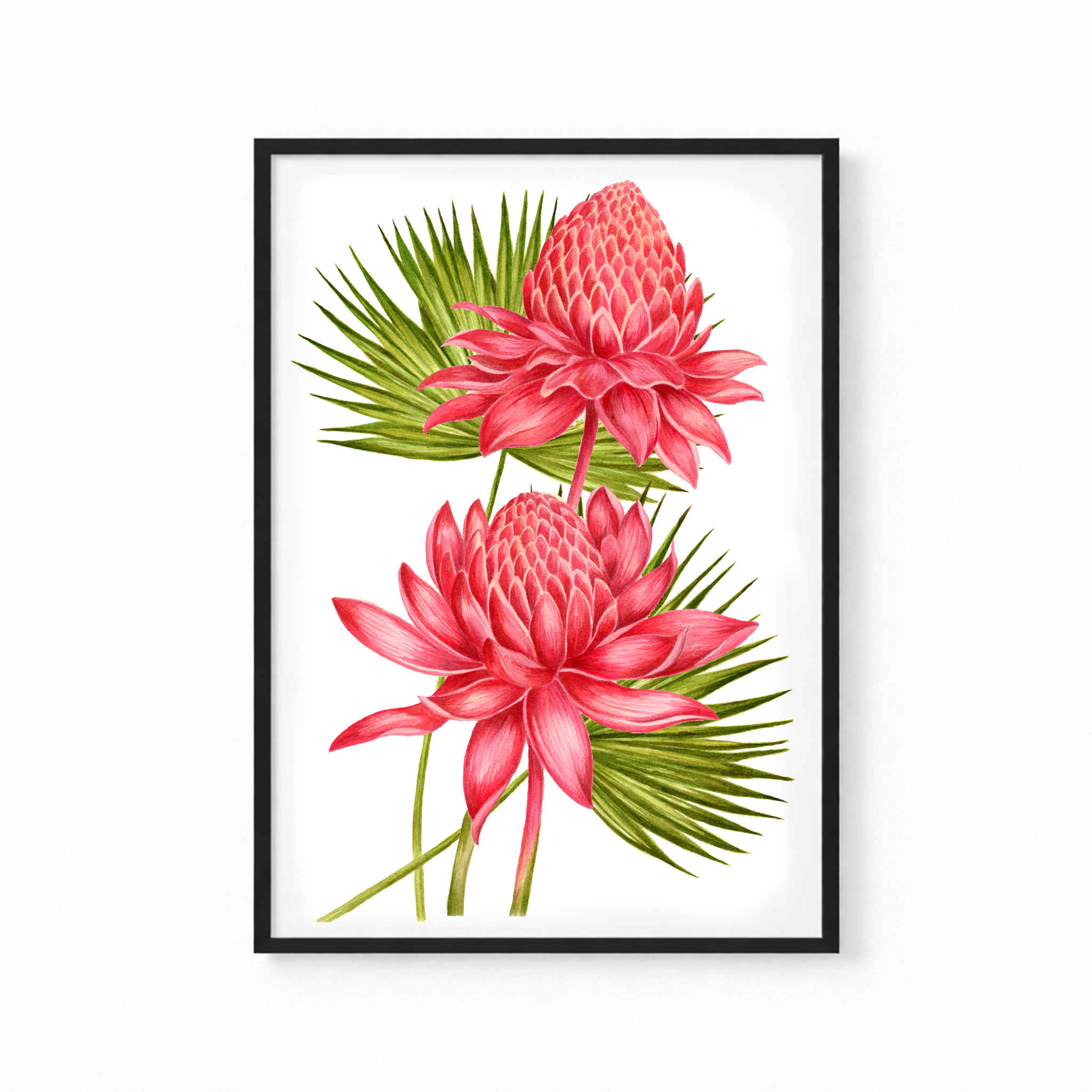 Torch Ginger Flower