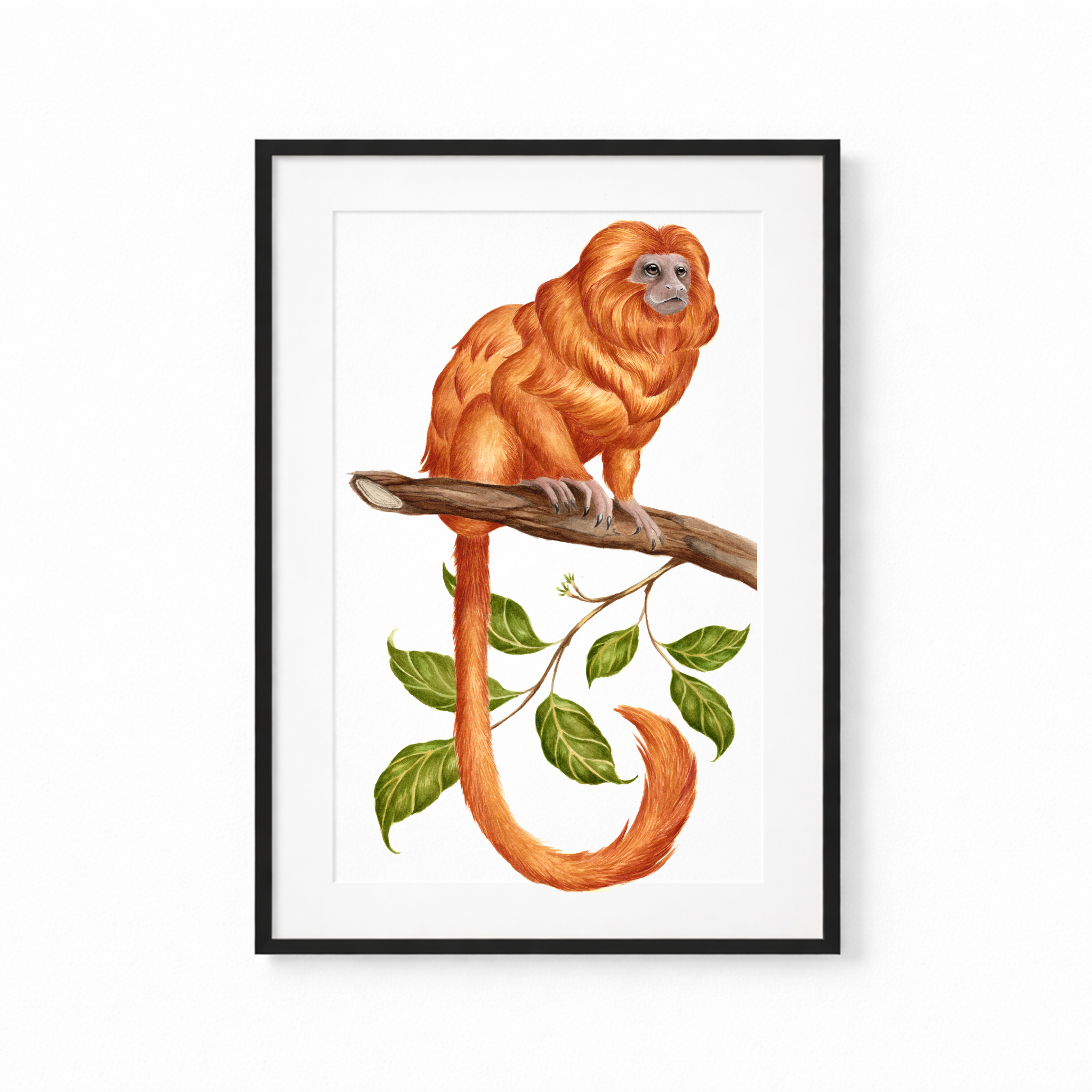 Golden Lion Tamarin