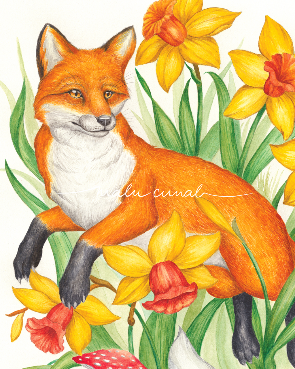 Fox & Daffodils