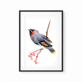 Waxwing